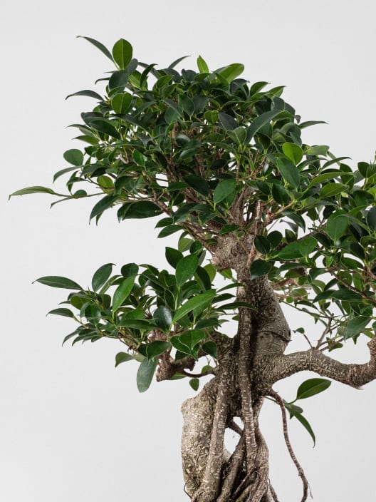 Bonsai Higuera de la India (Ficus retusa)