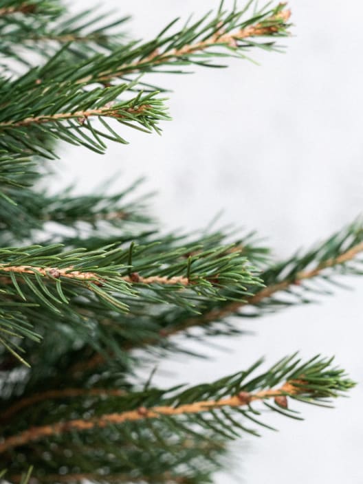 Árbol de Navidad Natural Excelsa (semi-enraizado)