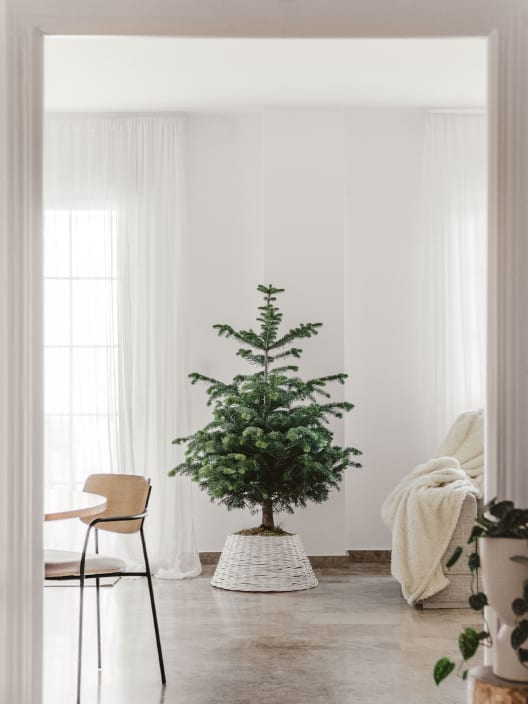 Árbol de Navidad Natural Nordmanniana (enraizado)