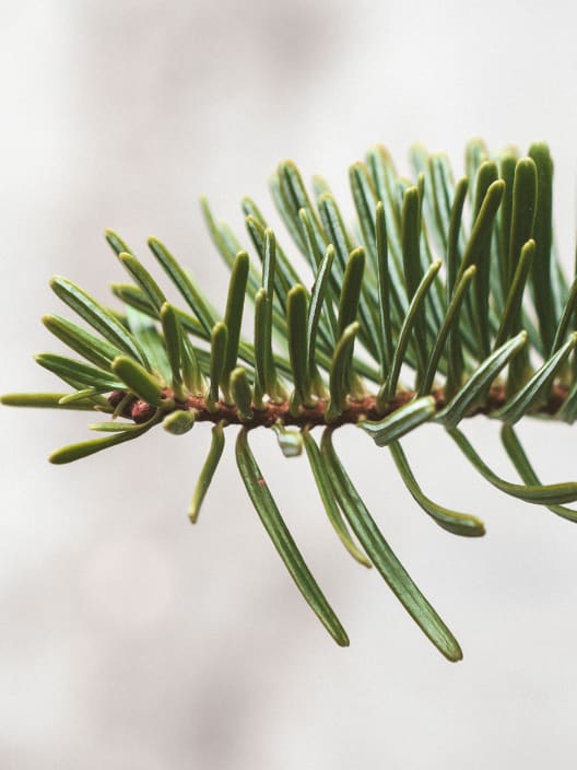 Árbol de Navidad Natural Nordmanniana (enraizado)