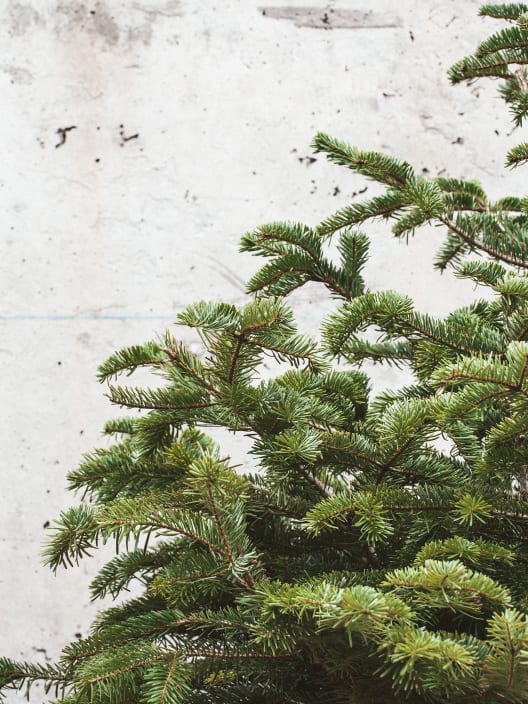 Árbol de Navidad Natural Nordmanniana (enraizado)