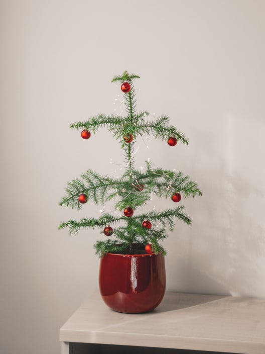 Araucaria heterophylla