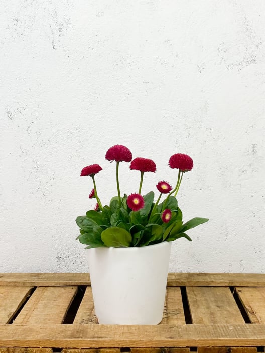 Bellis Perennis Roja