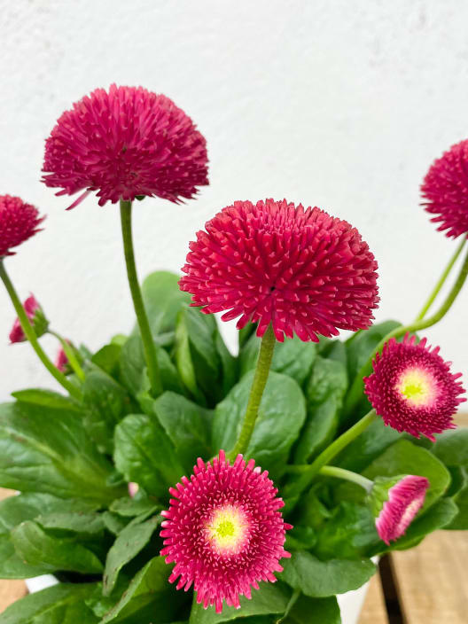 Bellis Perennis Roja
