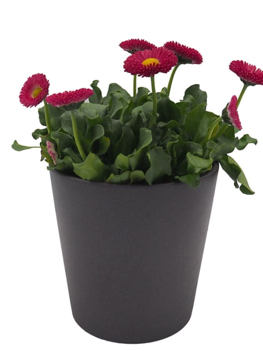 Bellis Perennis Roja