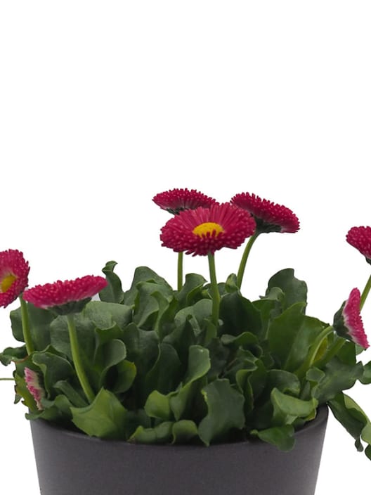 Bellis Perennis Roja
