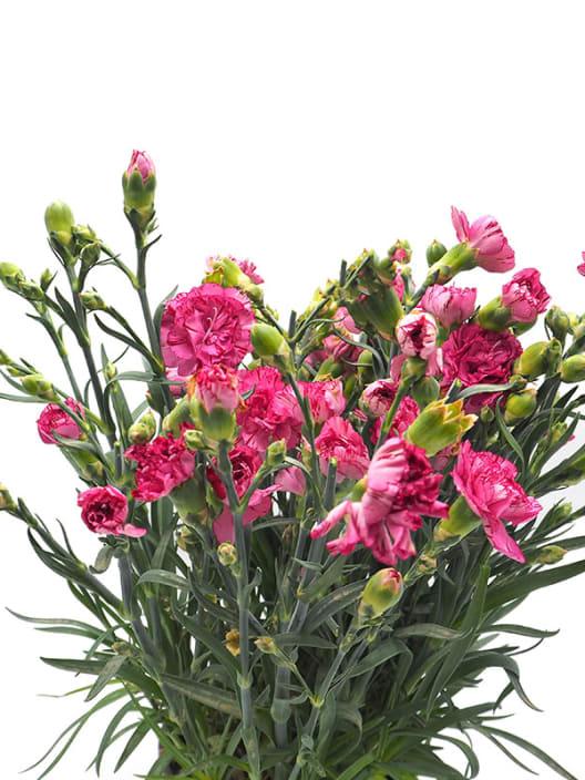 Dianthus caryophyllus - Clavel