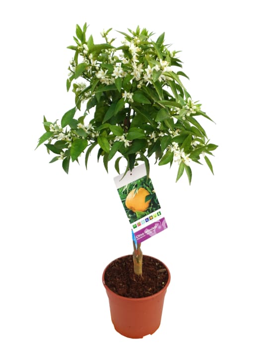 Mandarino en Copa (Citrus reculata)