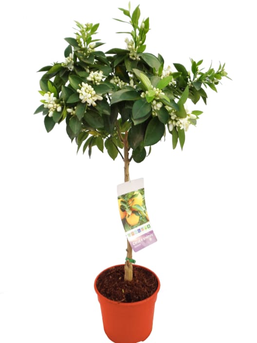 Naranjo en Copa (Citrus sinensis)