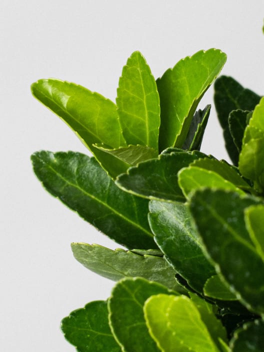 Evónimo compacto verde - Euonymus japonicus 'Compactus'