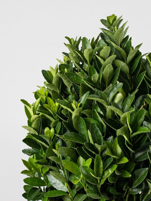 Evónimo compacto verde - Euonymus japonicus 'Compactus'