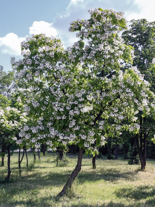 Catalpa bignonioides