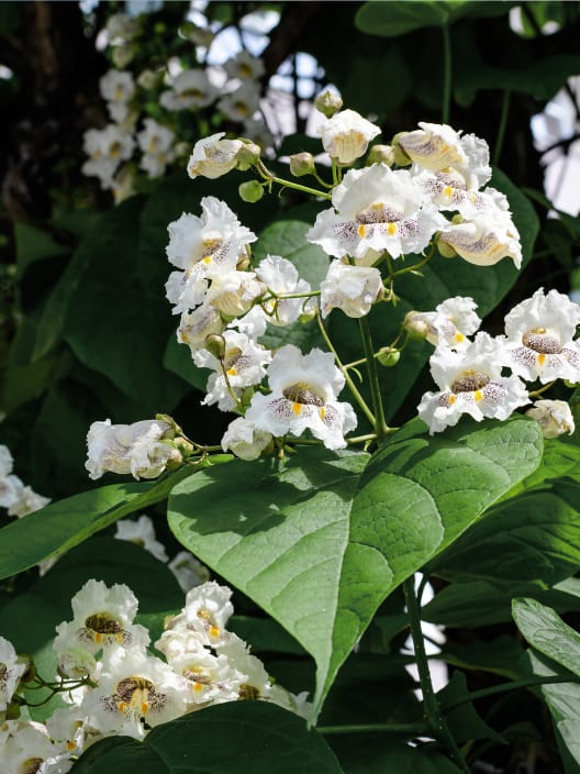 Catalpa bignonioides
