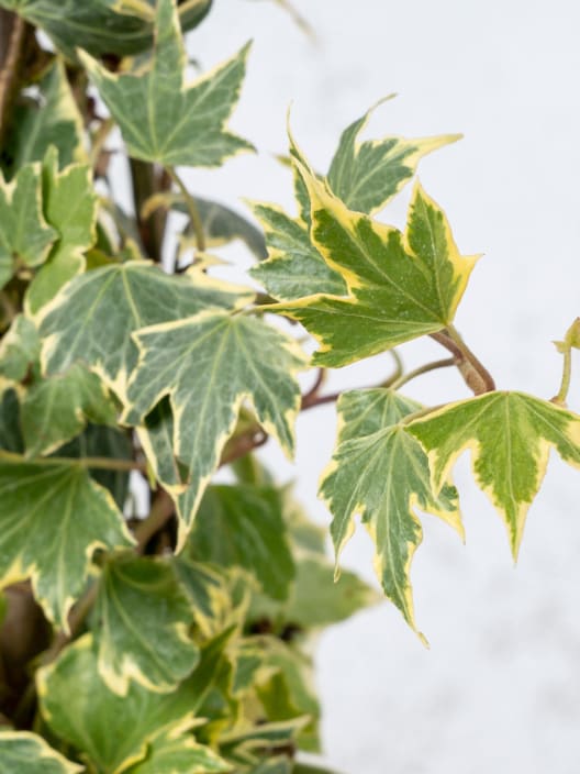 Hiedra mini variegata (hedera mini variegata)