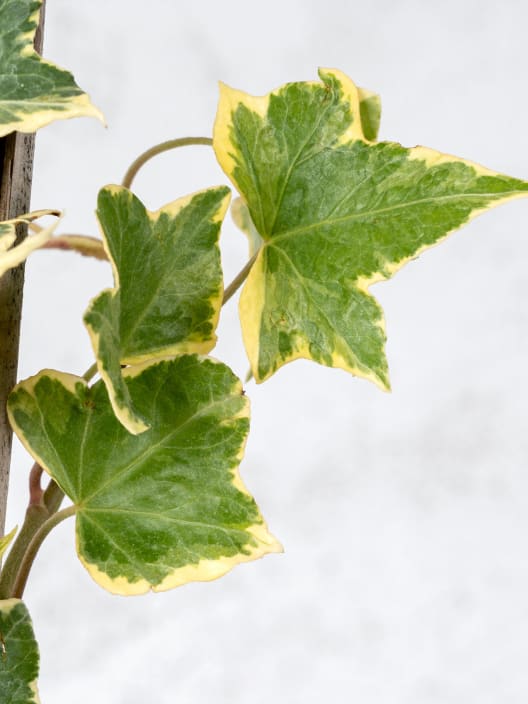 Hiedra mini variegata (hedera mini variegata)