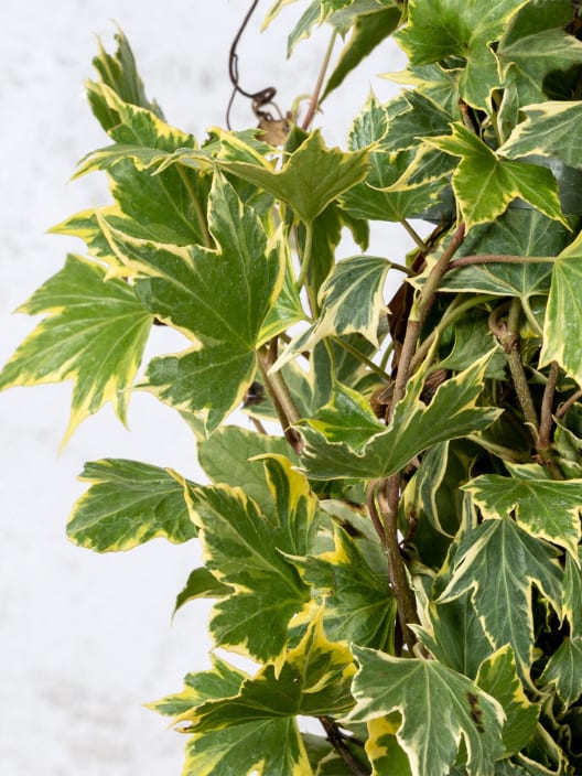 Hiedra mini variegata (hedera mini variegata)