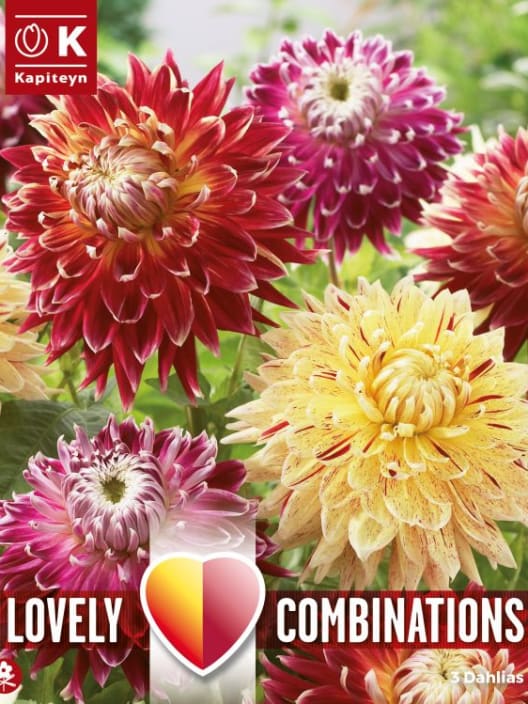 Bulbos de Dahlia decorativa Lovely Combinations rojo y amarillo