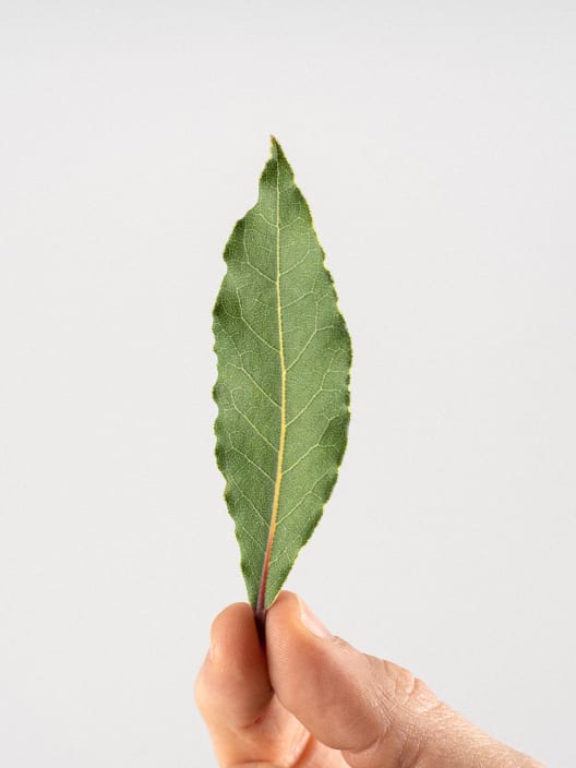 Laurel (laurus nobilis) - Planta aromática