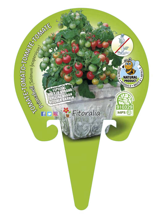 Tomate cherry 'Primabella' - Planta de huerto