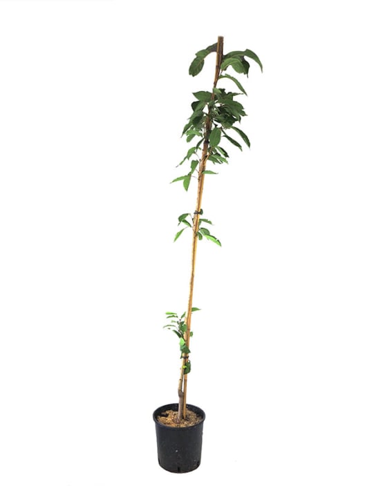 Prunus serrulata amanowa