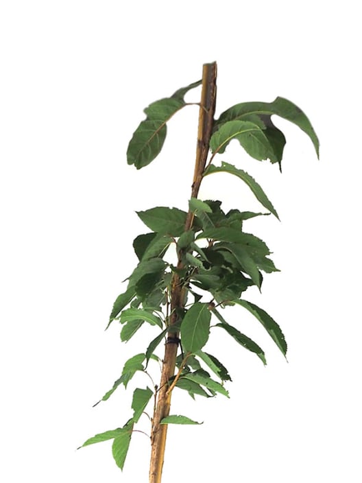 Prunus serrulata amanowa