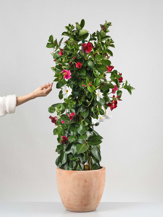 Dipladenia Mandevilla (pirámide)