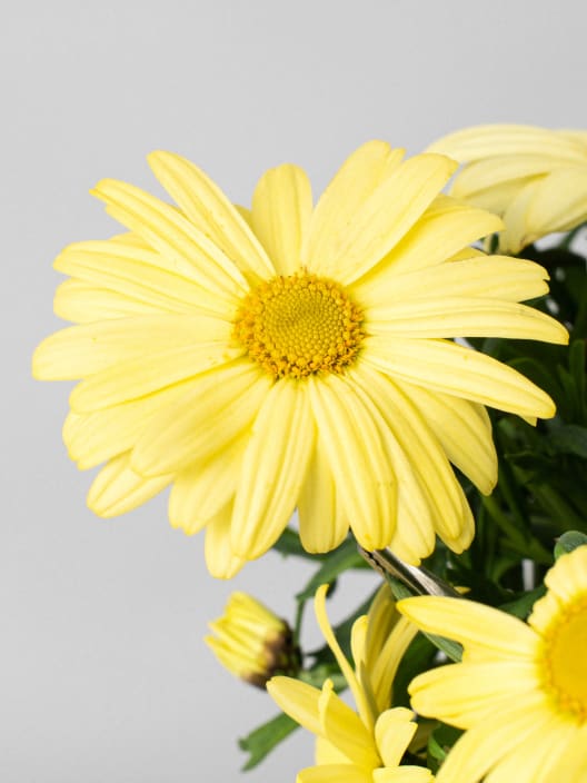 Margarita (argyranthemun frutencens)