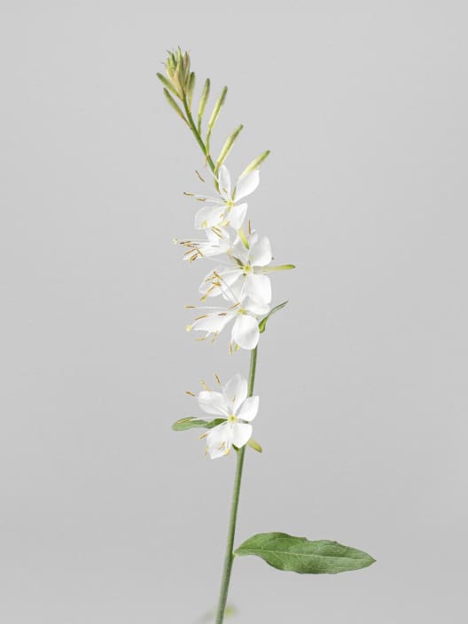 Gaura (Oenothera lindheimeri)