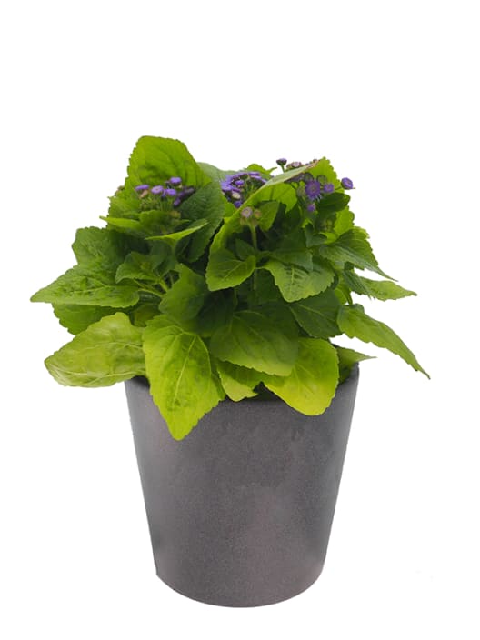 Ageratum houstonianum