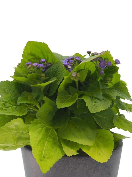 Ageratum houstonianum