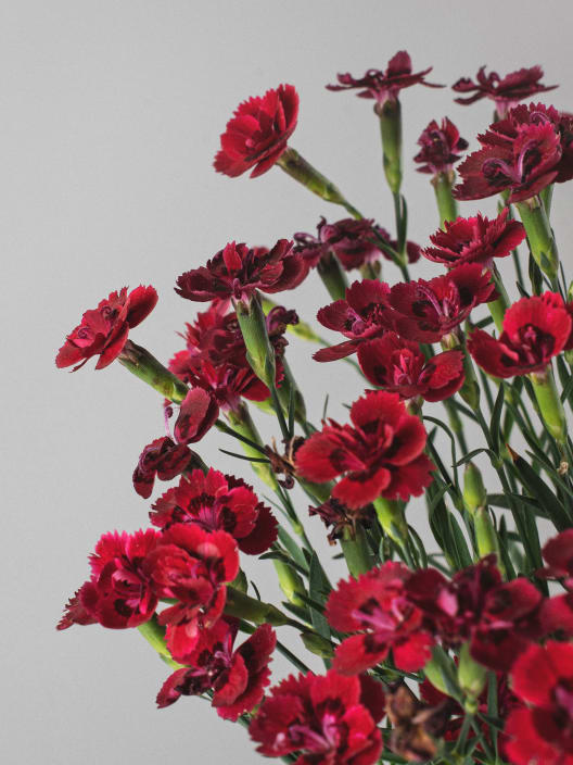 Dianthus caryophyllus 'Mini' - Clavel