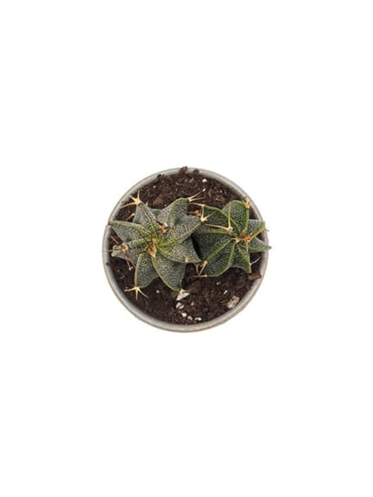 Astrophytum ornatum