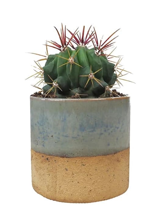 Ferocactus stainesii