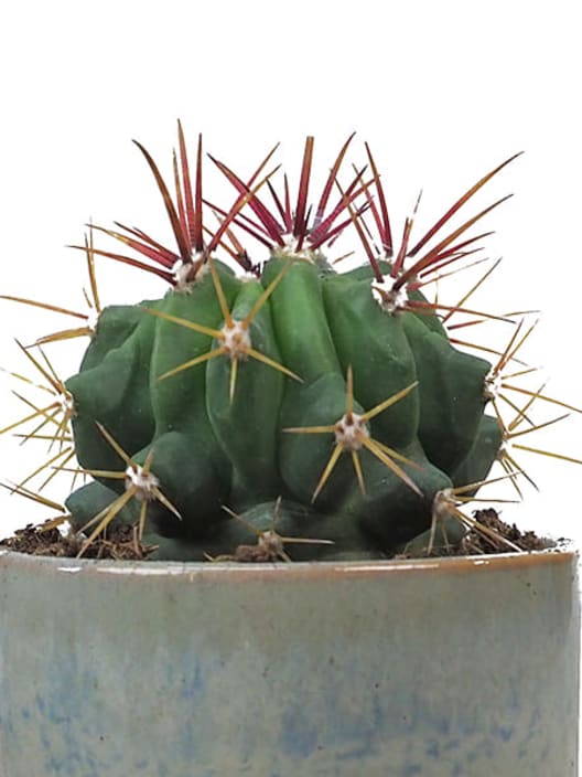 Ferocactus stainesii