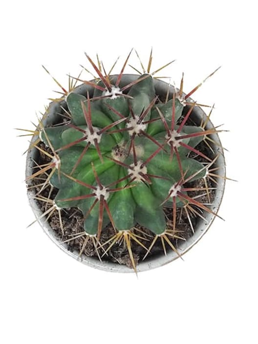 Ferocactus stainesii