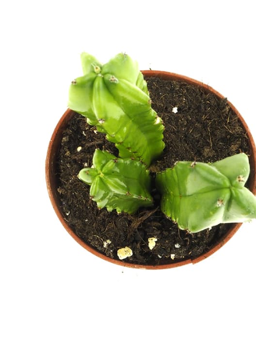 Myrtillocactus geometrizans