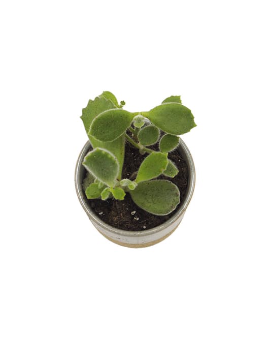 Cotyledon ladismithiensis