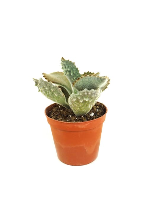 Kalanchoe beharensis