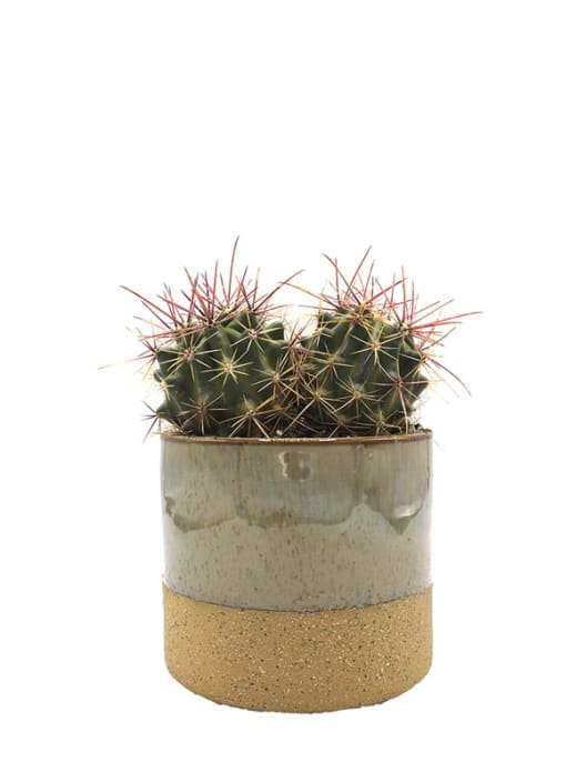 Ferocactus stainesii