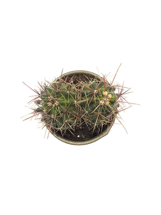Ferocactus stainesii