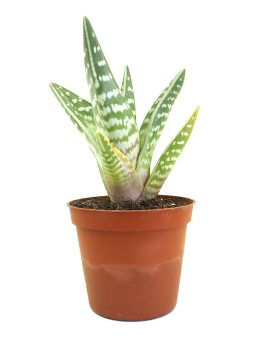 Aloe variegata