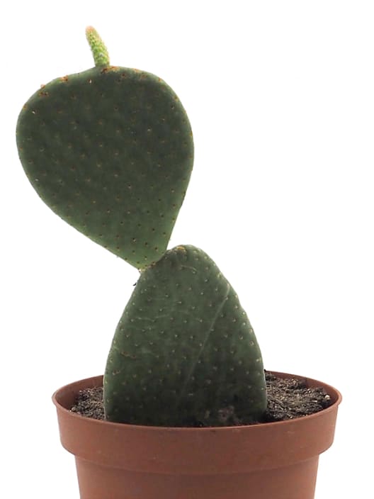 Opuntia Tacinga inamoena