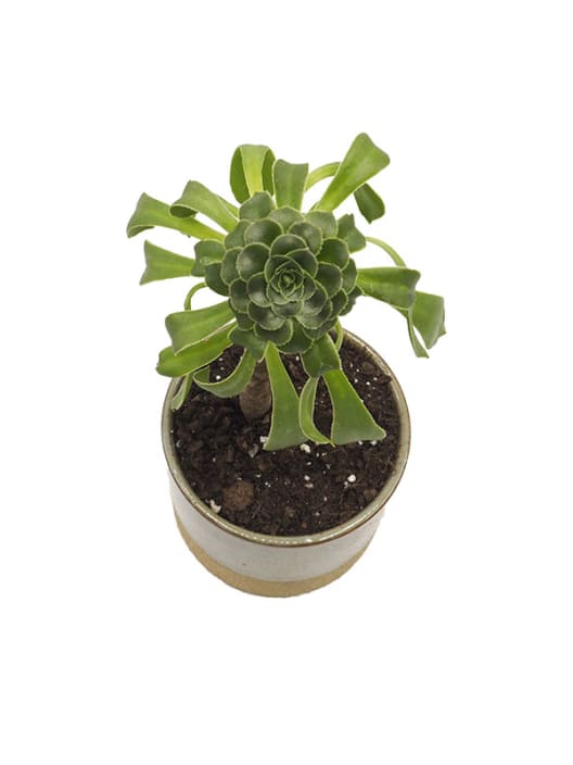 Aeonium arboreum 'Velour'
