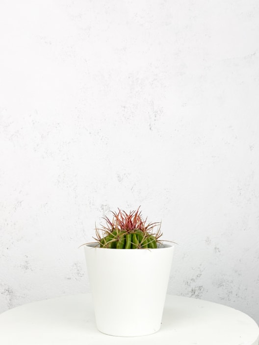 Ferocactus stainesii