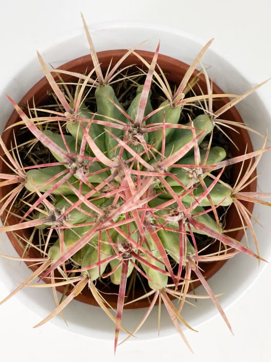 Ferocactus stainesii