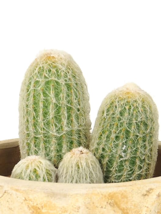 Espostoa lanata