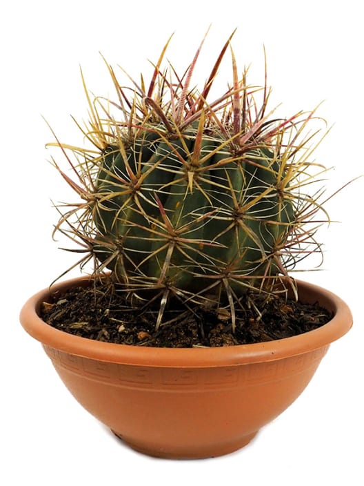 Ferocactus gracilis