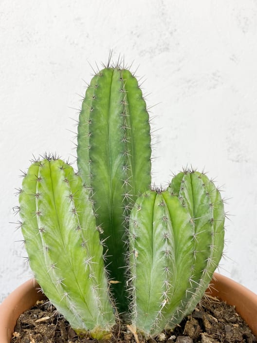 Polaskia chichipe