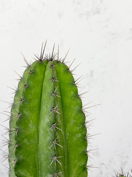 Polaskia chichipe