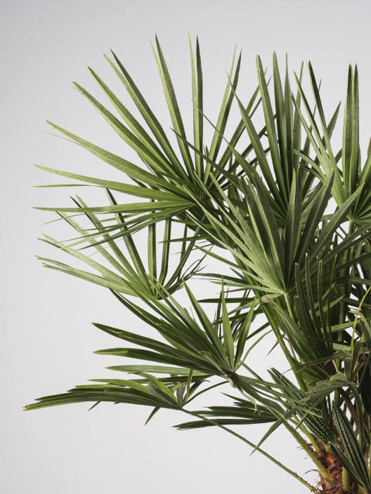 Chamaerops humilis (Palmito)